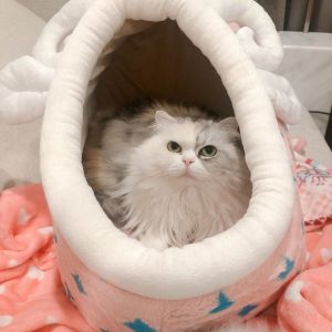 Twitch實況主的寵物 - 1